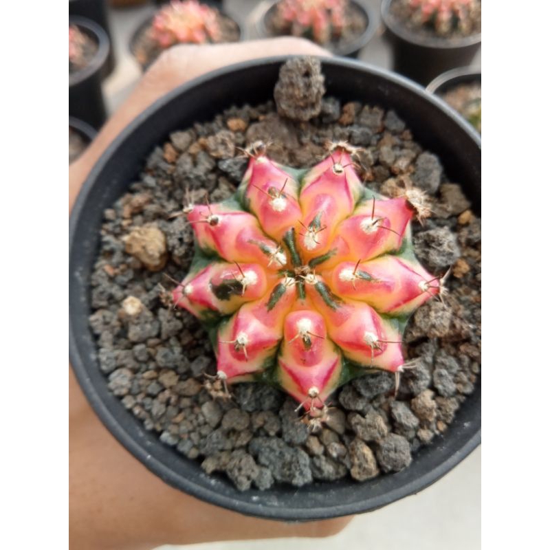 Kaktus Gymnocalycium Multicolor (4.5cm)