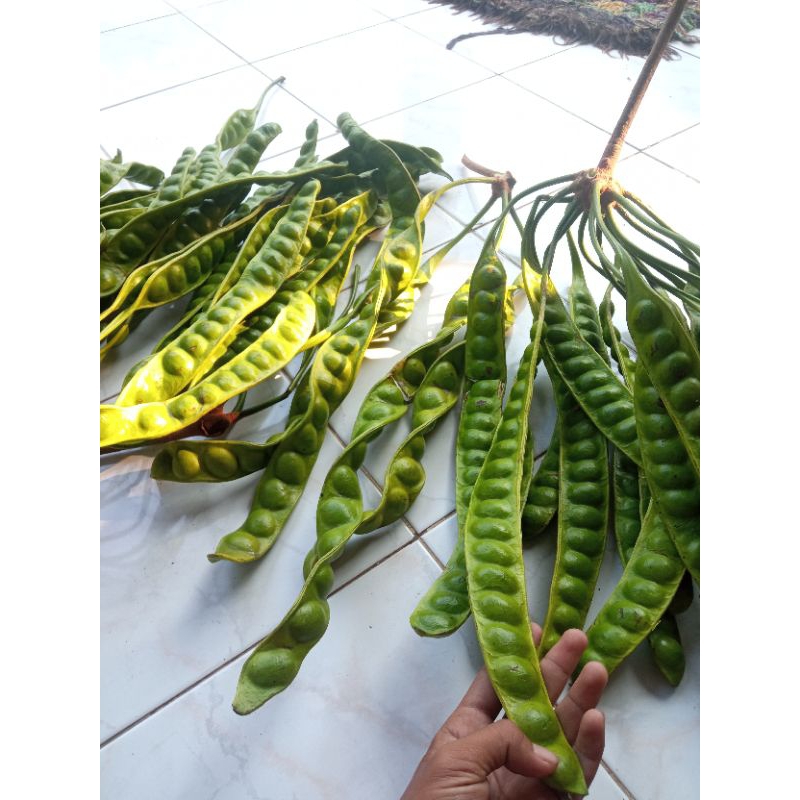 pete super segar termurah
