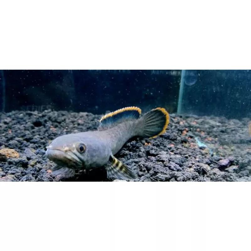 CANA LIMBATA RIM TEBAL 8_10 CM