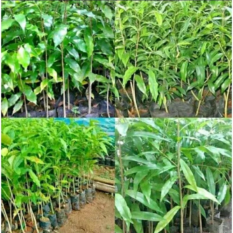 bibit tanaman pohon gaharu super