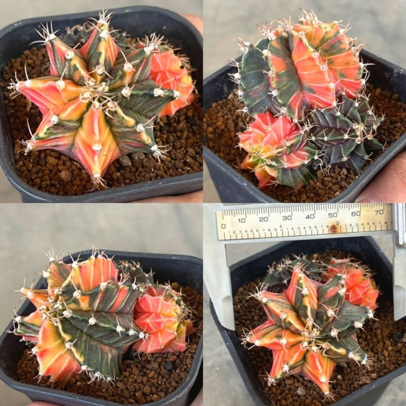 Kaktus Gymno Hybrid Jupiter Big size // Kaktus indukan