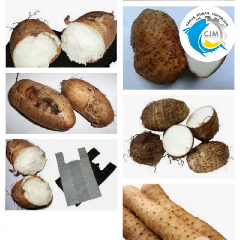 

Ubi Gembili atau Ubi ubian Makanan Alami Pedesaan