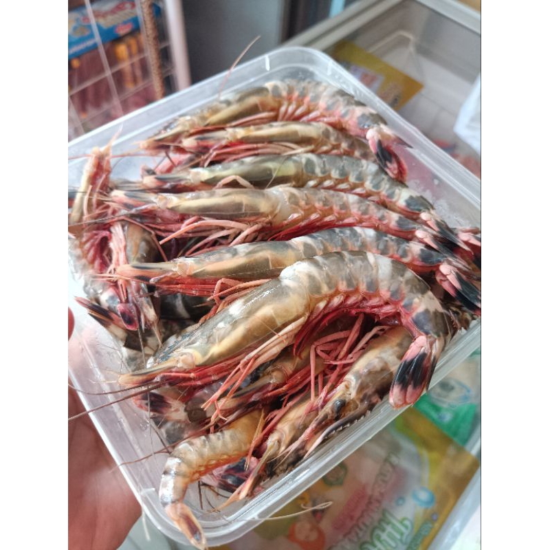 Udang Windu 1kg