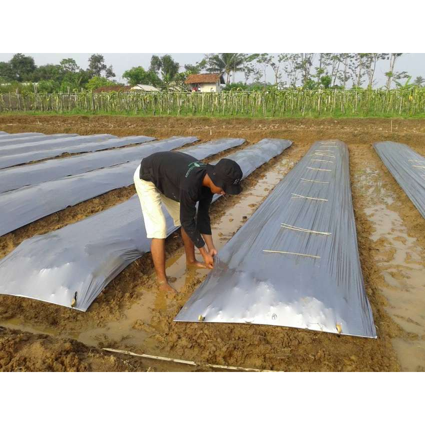 Plastik Mulsa 1 Roll Lebar 160 Cm Plastik Pertanian Hitam Perak