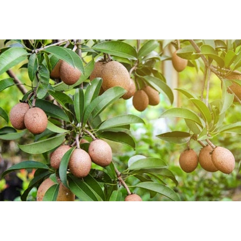 Bibit Tanaman Sawo Manila Jumbo Kondisi Berbuah & Berbunga Hasil Cangkok Kualitas Unggul