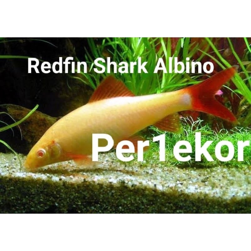redfin shark albino per 1 ekor ikan hias air tawar aquarium aquascape