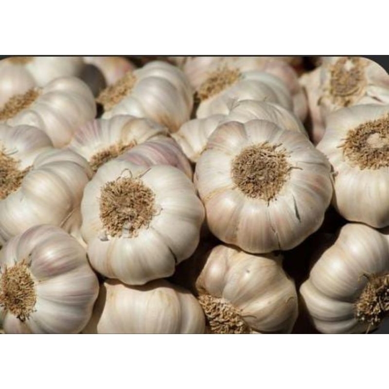 

Bawang putih segar