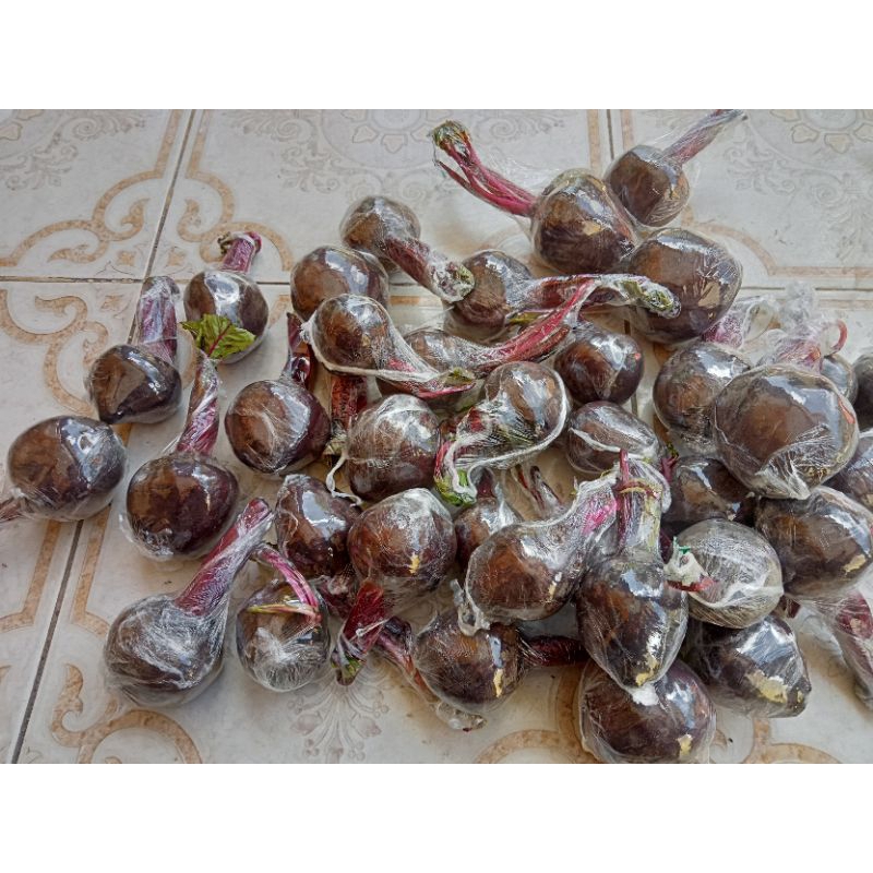 

BUAH BIT ROOT FRESH 1Kg