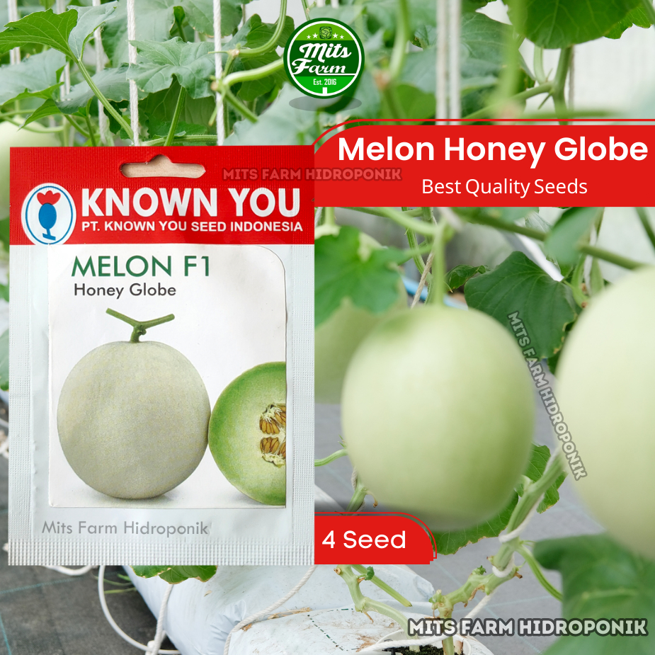 Melon Madu Honey Globe - Known You Seed