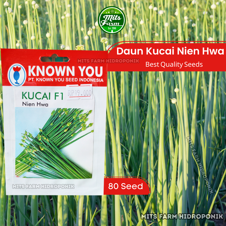 Benih Daun Kucai Nien Hwa - Known You Seed