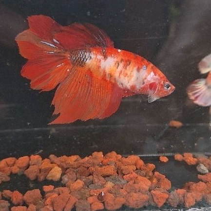 ikan cupang betina halfmoon nemo siap breeding warna cantik