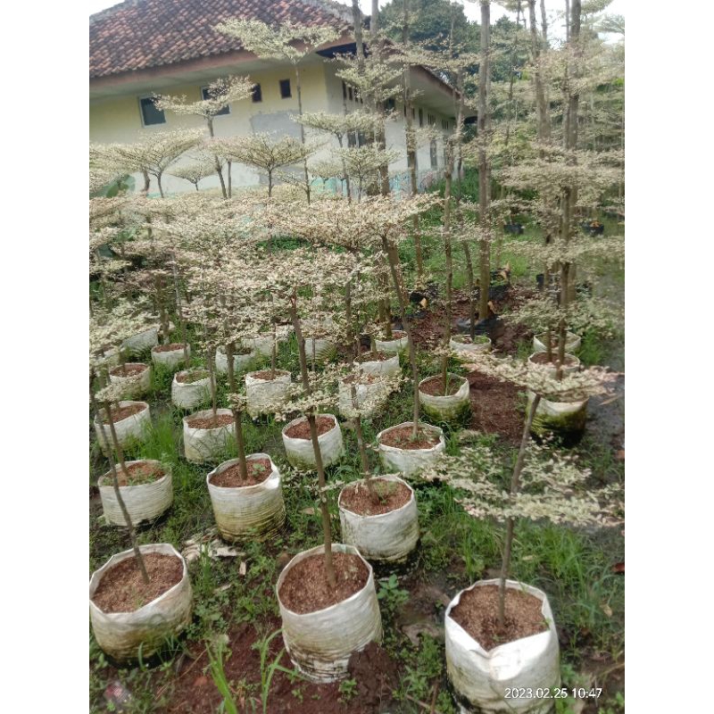 tanaman hias ketapang putih /ketapang kencana parigata