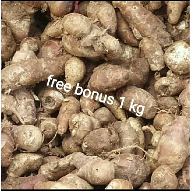 

kencur segar 250gr + gratis bonus