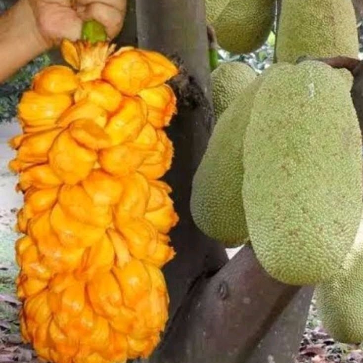 pohon cempedak guling asli binjai