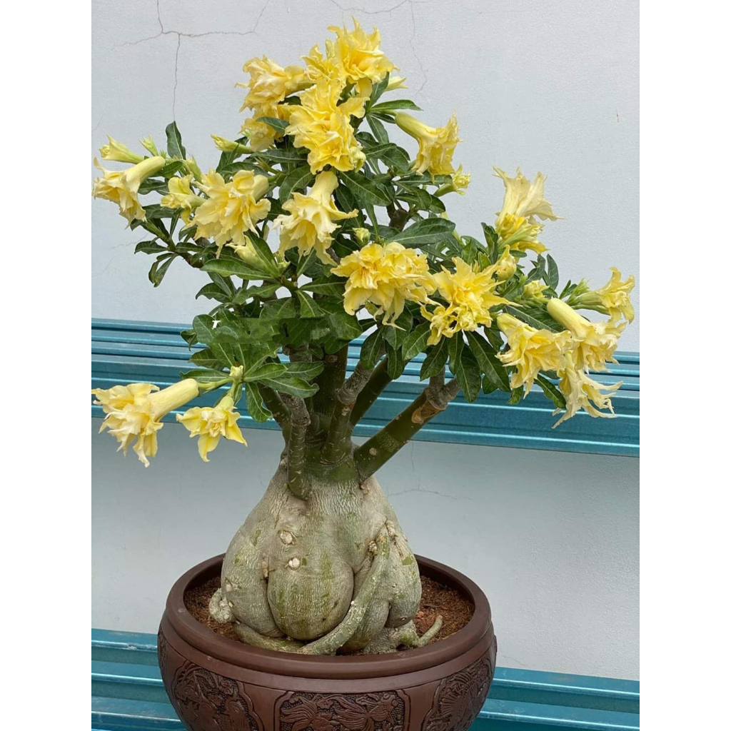 Pohon Bonsai Kamboja Adenium Bunga Tumpuk-bibit Tanaman Hias Adenium-Kamboja dewasa-Bunga Hidup