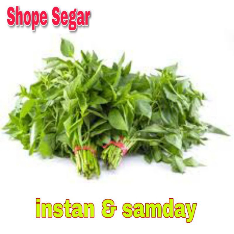 

Daun Kemangi 3 ikat segar