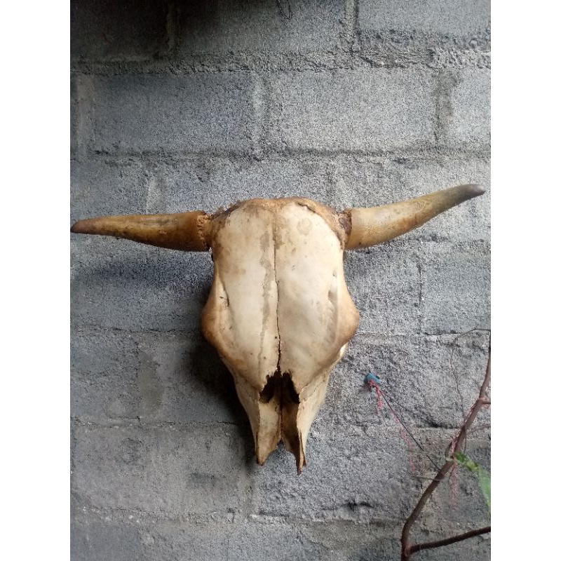 hiasan dinding/pajangan tengkorak/kepala Sapi asli