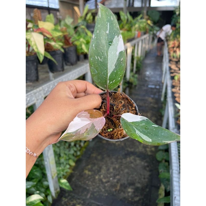 Philodendron Anderson