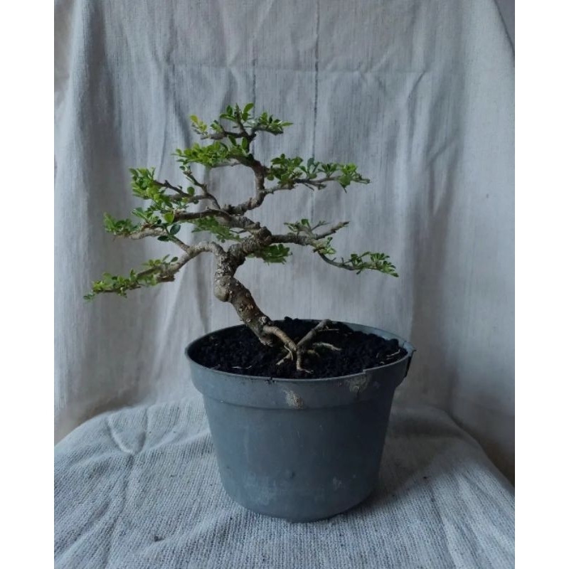 Kawis Bonsai // Kawista batu // Bonsai jadi // Tanaman hias