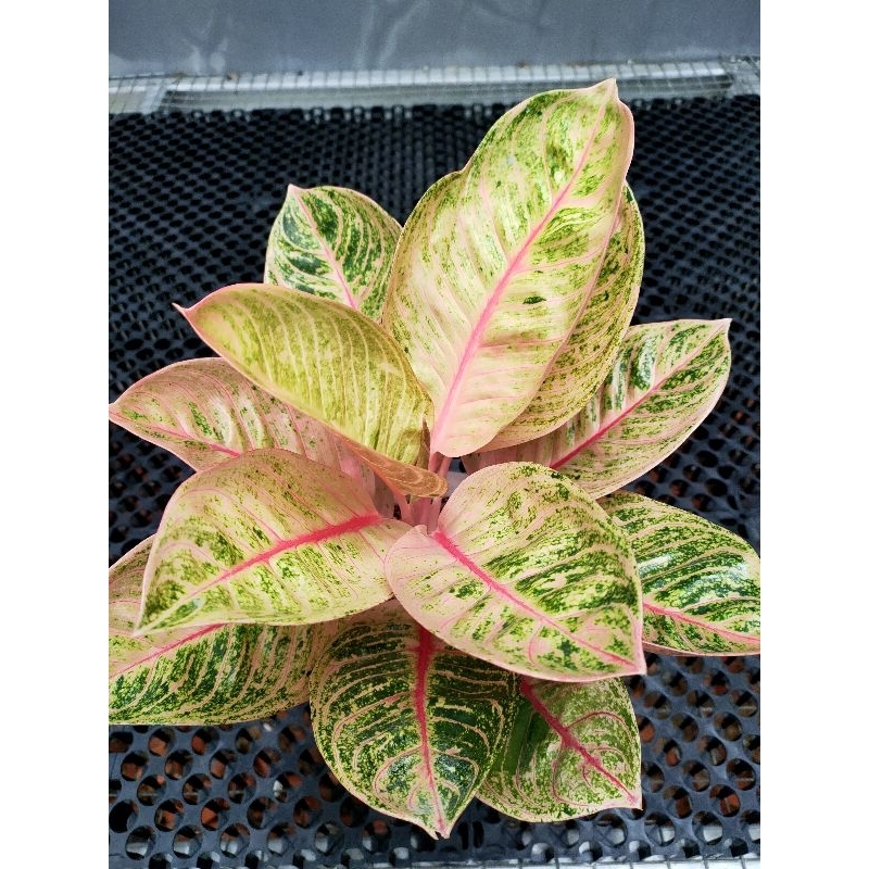 aglonema Romantic love RL dewasa