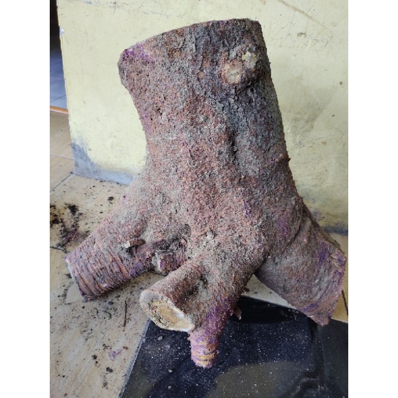 bahan bonsai dongkelan murbei jumbo realpic sesuai gambar 30 kg