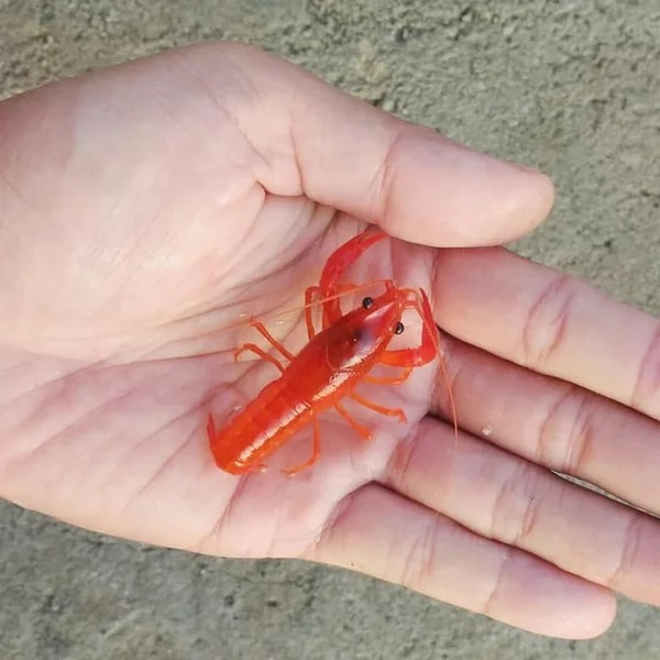 Lobster Merah Mini / Air Tawar / udang hias aquascape, aquarium, kolam