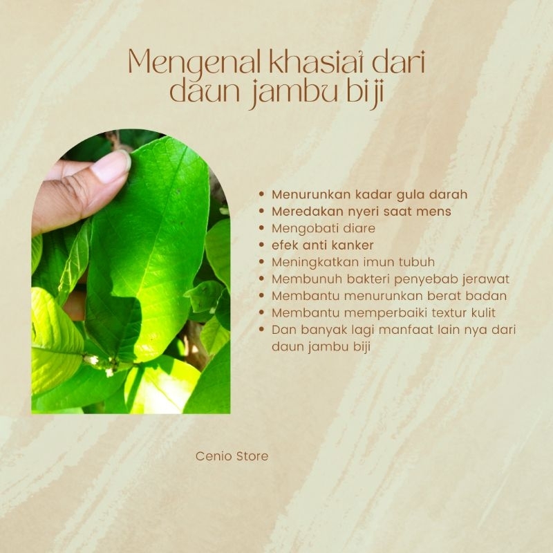 Daun Jambu Biji 100 lembar