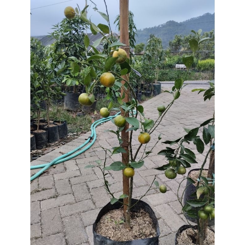 Tanaman Santang Hijau/Citayam Manis Full Bunga