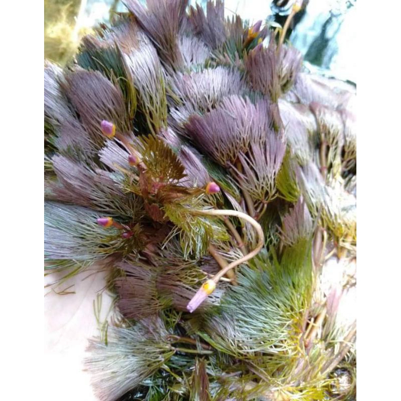 tanaman aquarium cabomba red isi 20 btg