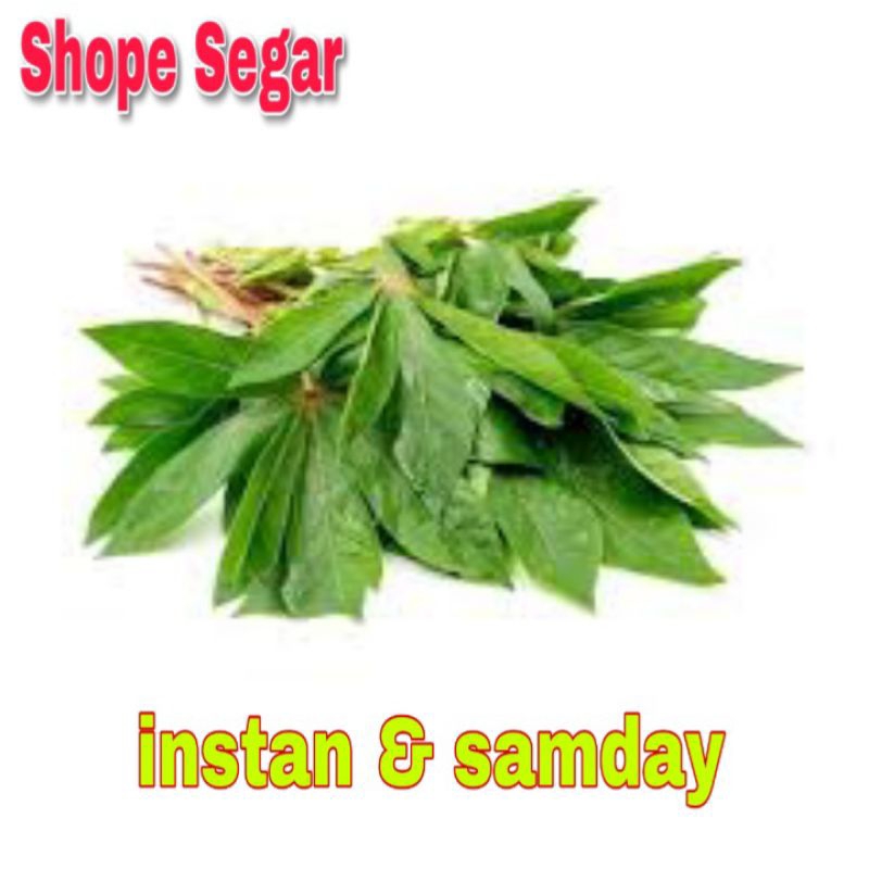 

Daun Singkong Segar 1 ikat kirim instan dan sameday