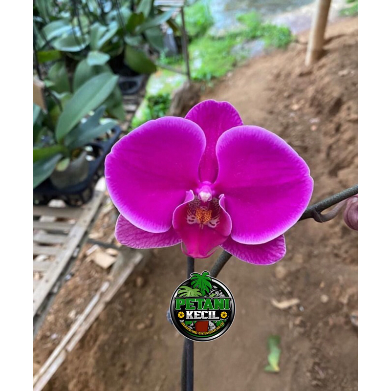 Anggrek Bulan Berspike super Ungu - anggrek Bulan Dewasa ungu Siap berbunga premium