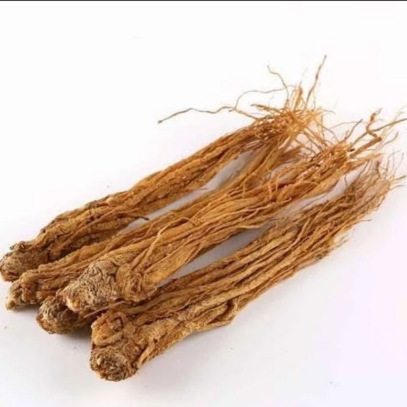 

10 G 50 GR 100 GRAM 当归尾 DANG GUI WEI ANGELICA ROOT TAIL
