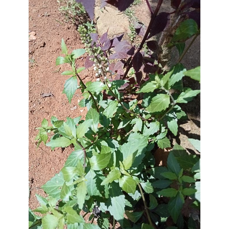 

Daun kumis kucing segar 500gram