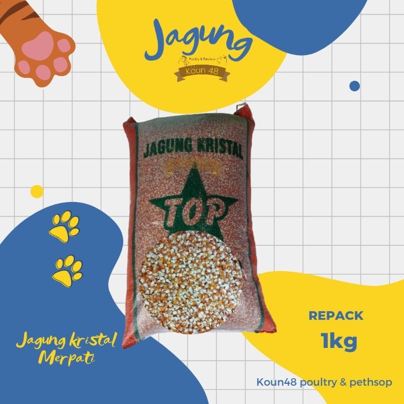 Jagung Kristal Jagung Merpati Jagung Probolinggo