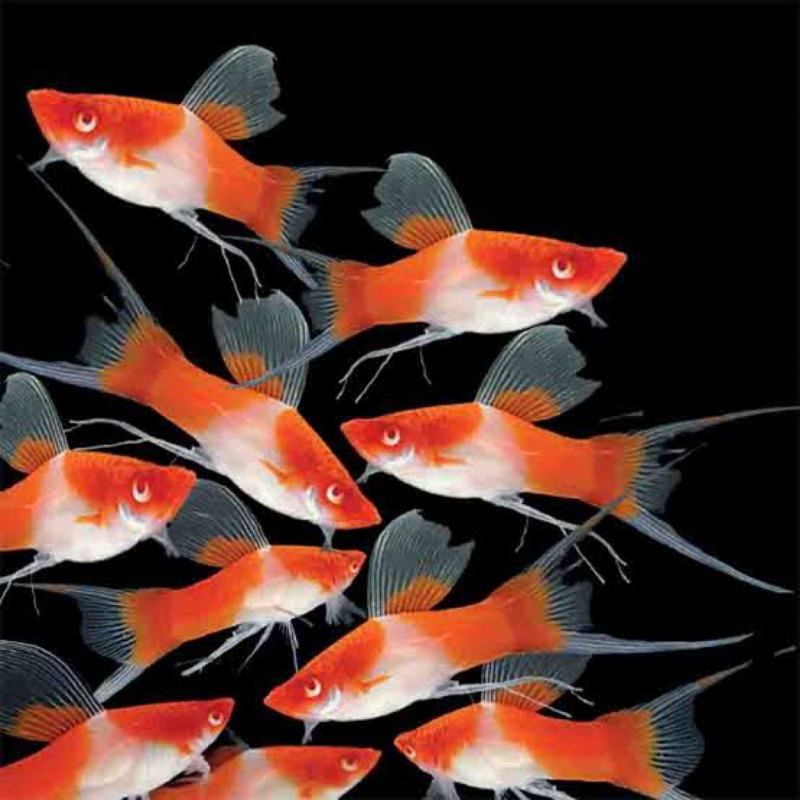 ikan HIASAN AQUARIUM MOLLY PLATY KOHAKU