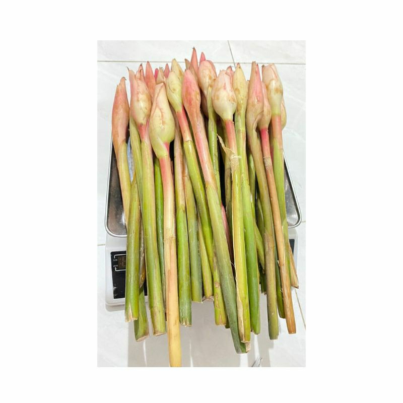 

Bunga Kecombrang fresh segar 1 kg