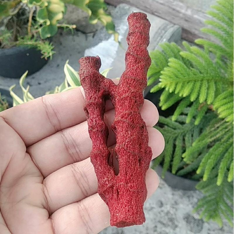 Batu Natural Red Coral / Marjan Merah Karang Laut Asli 07