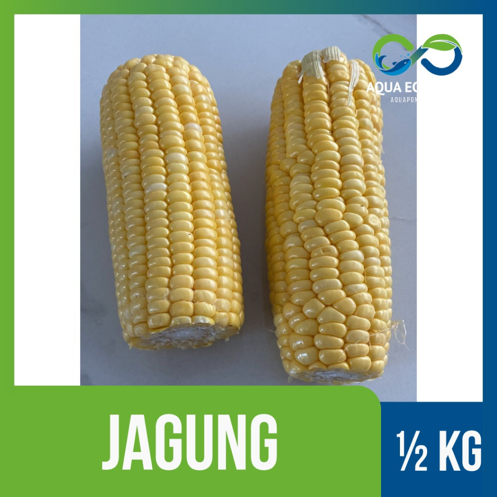 

Jagung Premium by AquaEcoFarms Lokal Indonesia