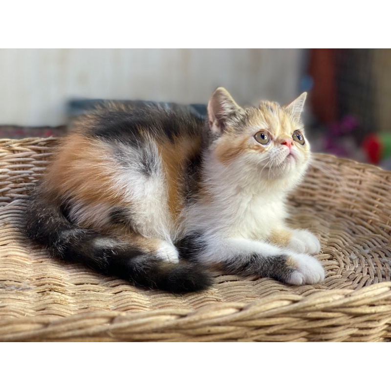 anakan peaknose exo mix munchkin