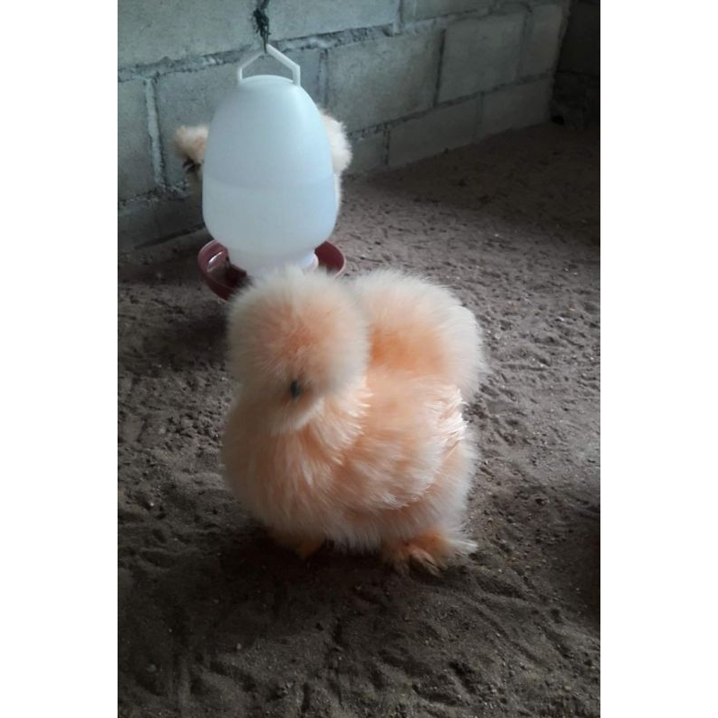 

TELUR AYAM HIAS AMERICAN SILKY SIAP DI TETASKAN