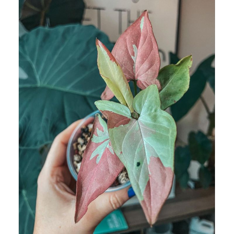 Syngonium Strawberry Milk