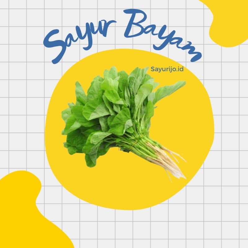 

Bisa Kirim Instan - Sayur Bayam / Bayam Hidroponik / Bayam Merah Hidroponik