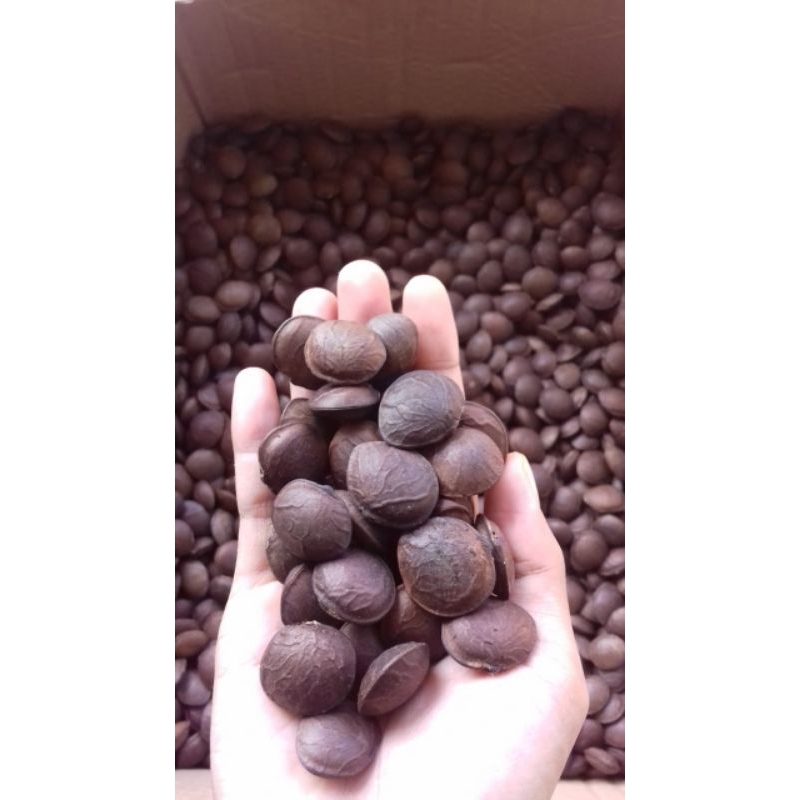 bibit kacang sacha inchi