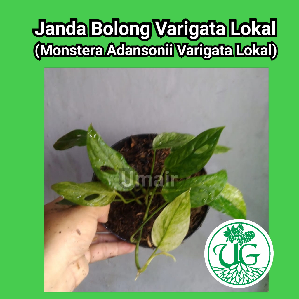 Janda Bolong Varigata Lokal ( Monstera adansonii varigata lokal)