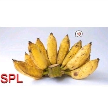 

PISANG KIPAS HOKKY 300G-1GR PAYLET