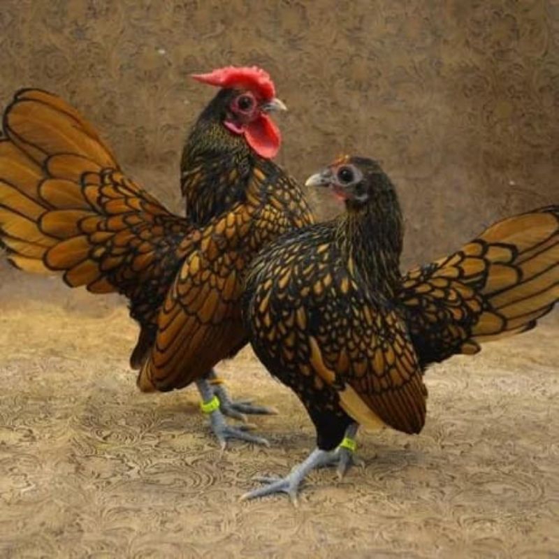 

telur fertil ayam hias batik kanada