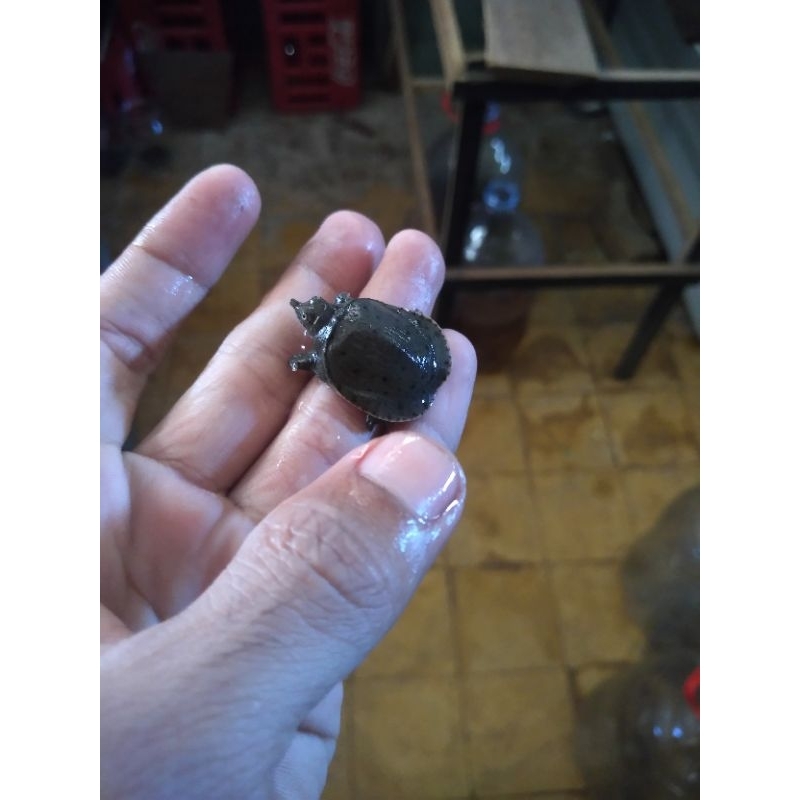 mainan anak labi labi,bulus,hidup