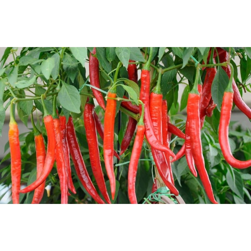 benih cabai merah besar