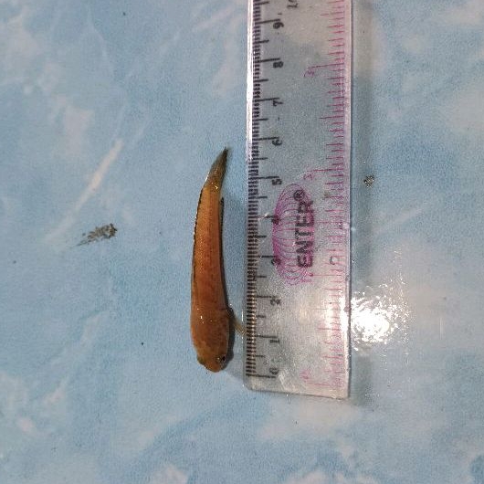 Stewarti Arunachal Size 4-6 cm PER 5 PCS