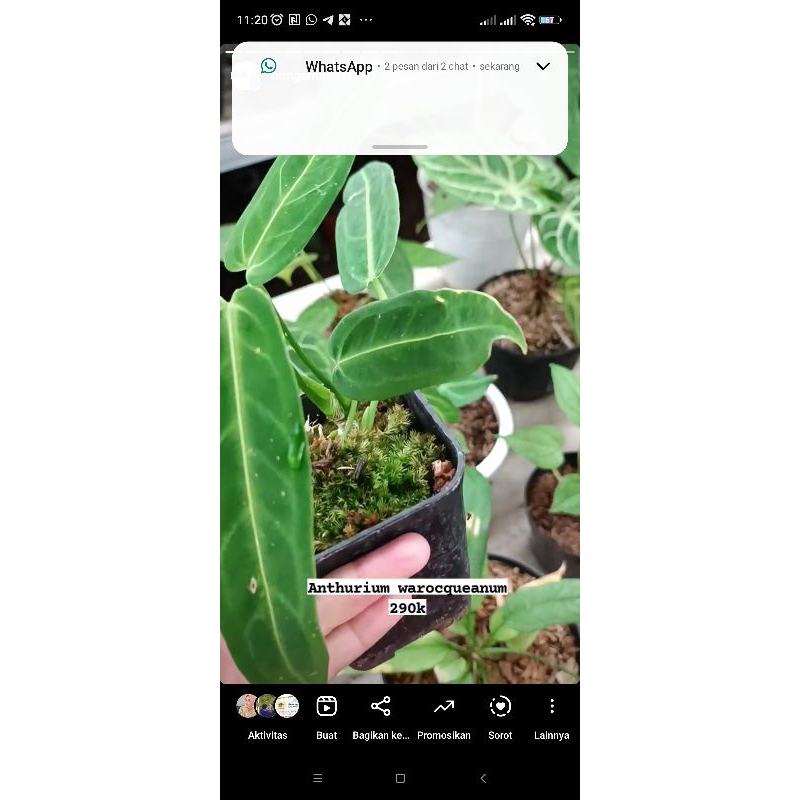 anthurium warocqueanum